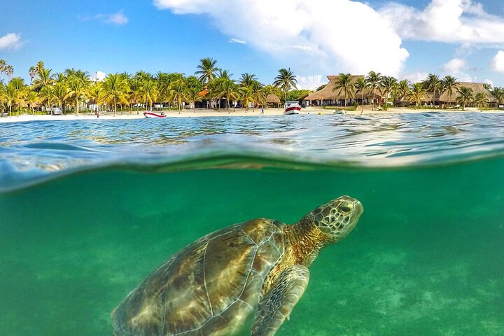 Turtles & Tulum Ruins! Round Transportation from Tulum City